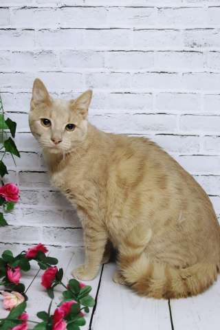 Очаровательный Роман