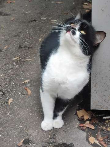 Феликс ищет дом Феликс ищет дом