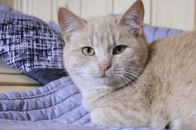 Нежная кокетка Шампань в дар. 6 месяцев