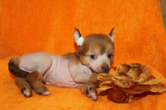 Щенки КХС Щенки КХС