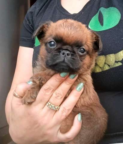 Мальчик пти-брабансон Мальчик пти-брабансон