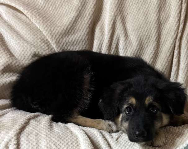 Щенок девочка ищет дом!