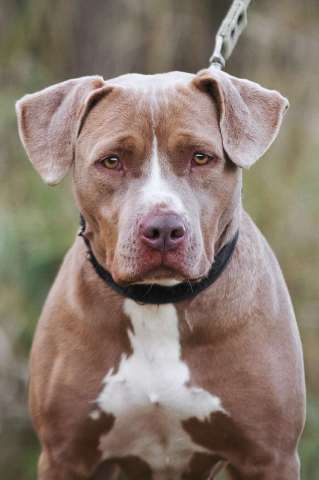 Молодая питбуль Бежа в дар