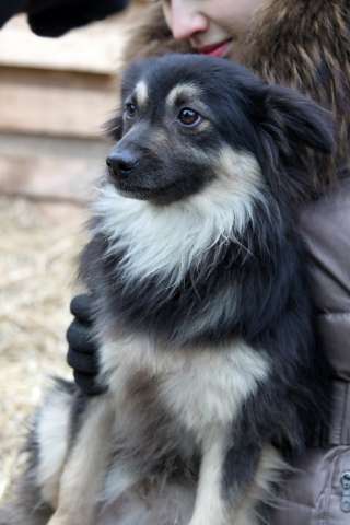 Метис шпица пушистый пёсик Даниэль в дар