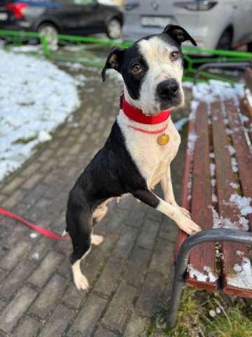 Идеальная ласковая питбуль Розочка в добрые руки