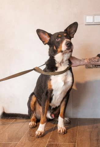 Трехцветный добродушный пёс Барон ищет дом