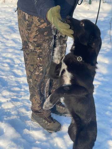 Две очаровательные малышки-щеночки в дар