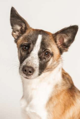 Подстреленная малышка Салли ищет дом