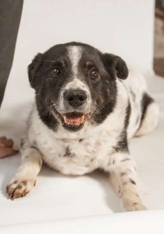 Веснушчатый пёс Микки в добрые руки