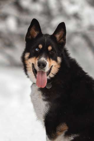 Собачка Леша ищет дом