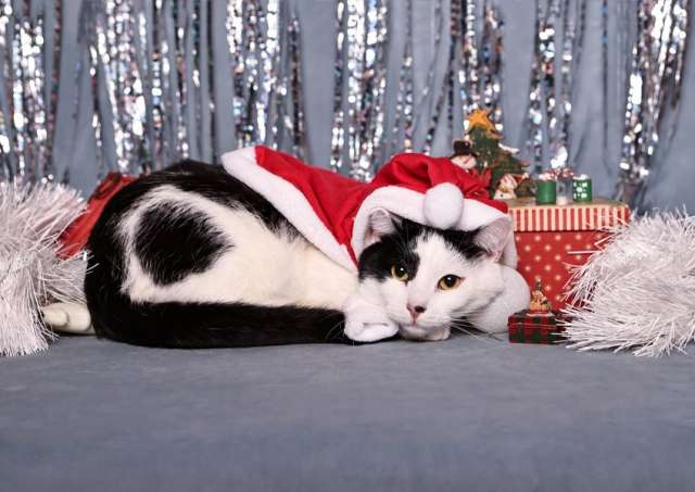 Спокойный ласкуша котик Симба в дар