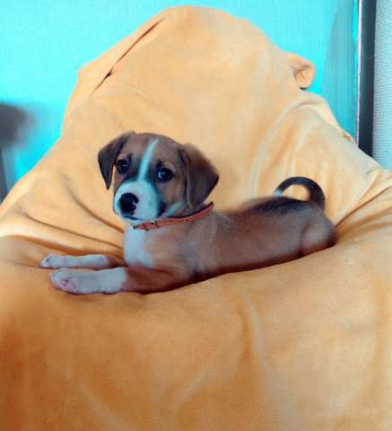 Маленький красавчик ищет дом