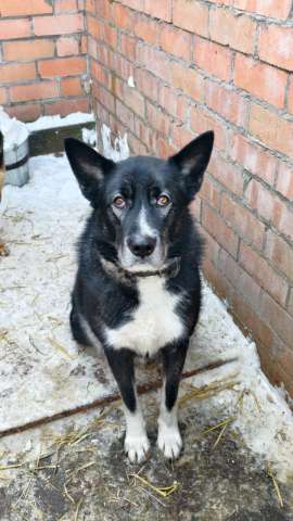 Собака в добрые руки 