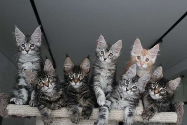 Котята мейн кун!