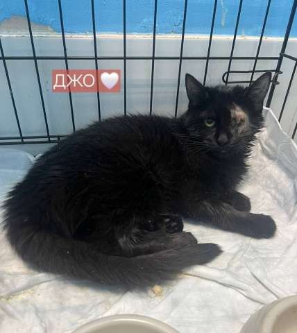 Котенок Джой в добрые руки