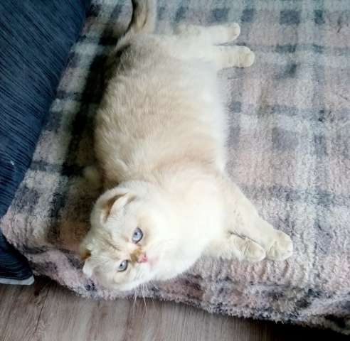 Уютный вислоухий пухляш котик Эхнатон