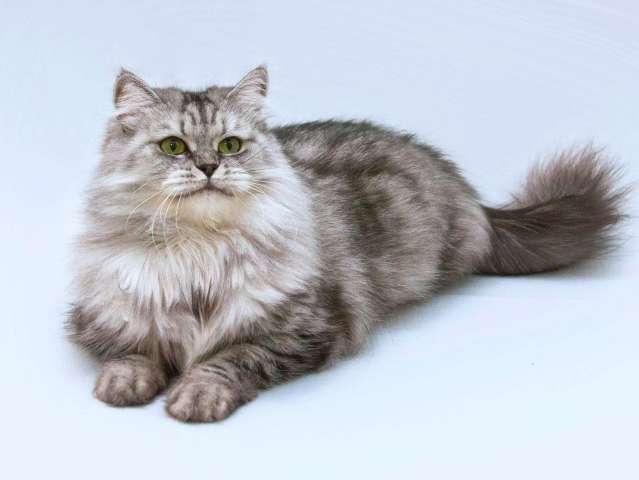 Ласковая пушистая кошка Мисо в добрые руки