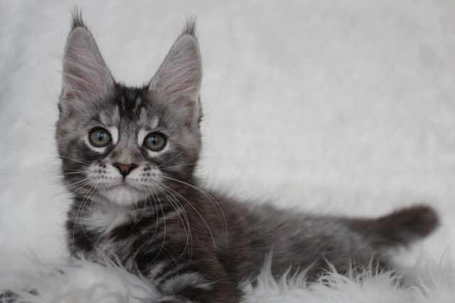 Кошечка породы мейн-кун.