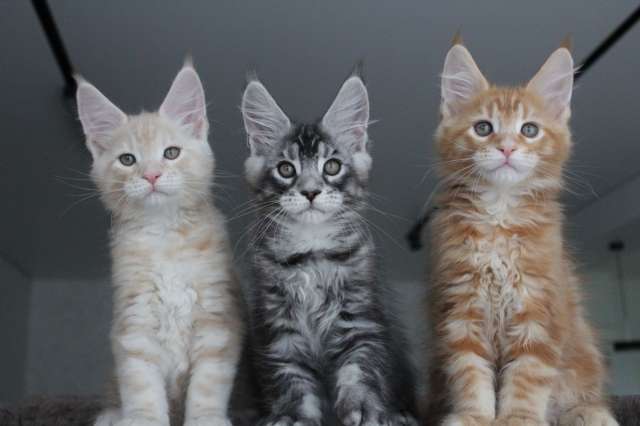 Мальчики мейн-куны.