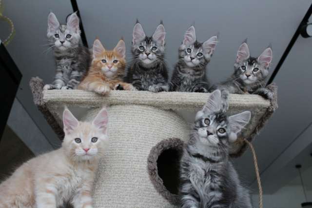 Котята мейн-кун