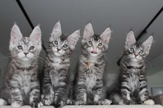 Мейн кун котята!