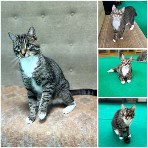 Котик Тигр ищет дом!