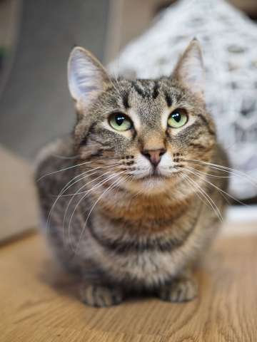 Пружинка мечтает обрести дом!