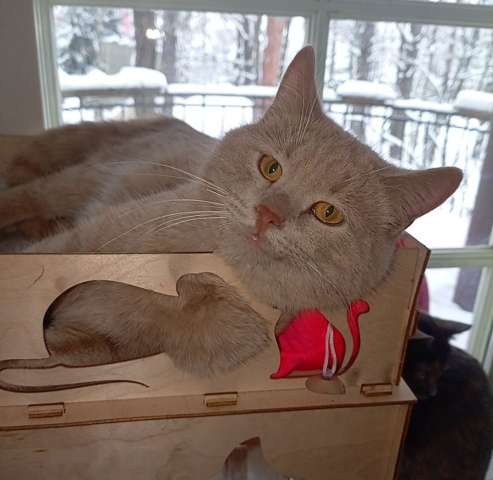 Рыжий, вежливый и тактичный кот Стив в добрые руки