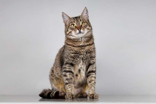 Красавица Карамель ищет дом.