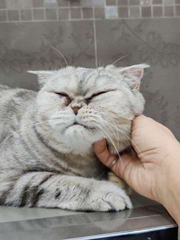 Представляем вам очаровательную кошечку Эммочку!