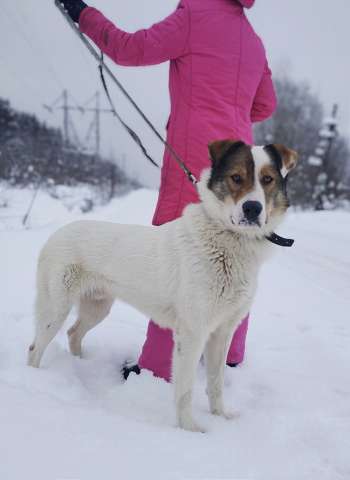 Белый ищет дом