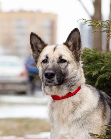 Сага ищет дом