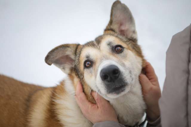 Борей ищет дом