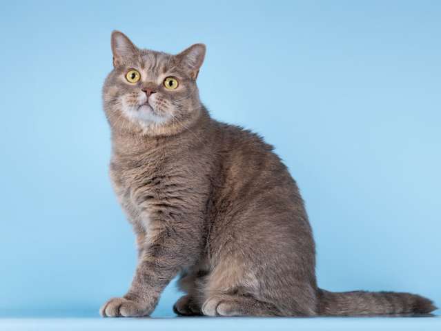 Нежный ласковый котик Митенька в добрые руки