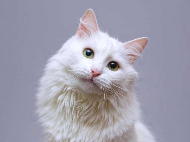 Нежный ласковый котик Никита в добрые руки