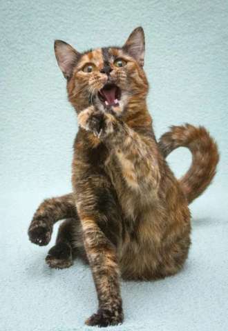 Карамелька - кошка-химера с двумя ликами счастья