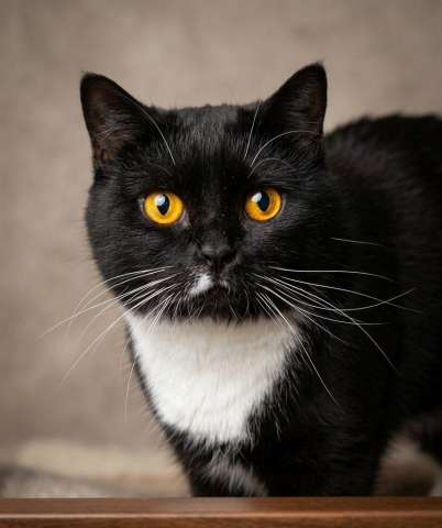 Ищет дом настоящая кошачья принцесса — Ася!