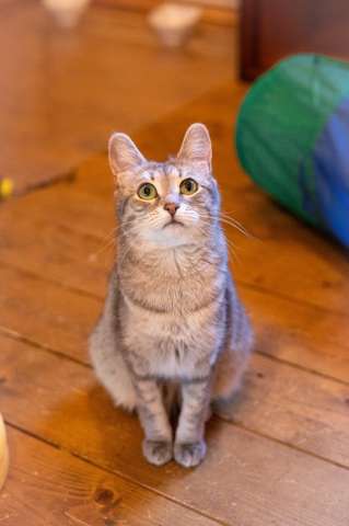 Лапочка ищет дом!