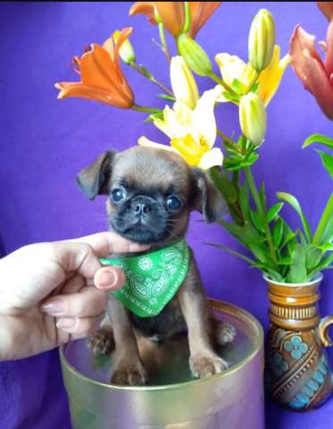 Малый брабансон яркий мальчик