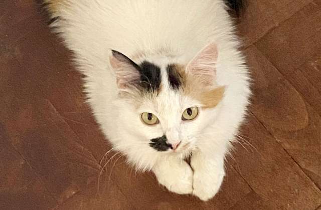 Миниатюрная кошечка Буся в дар.