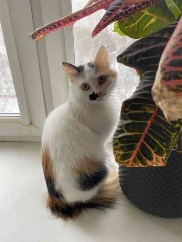 Миниатюрная кошечка Буся в дар.