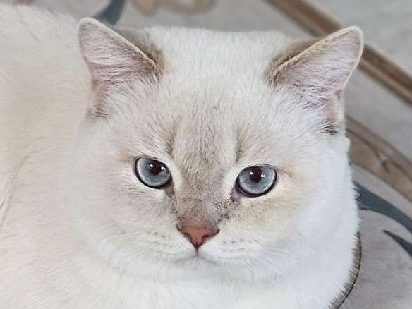 Молодой Кот ищет кошку