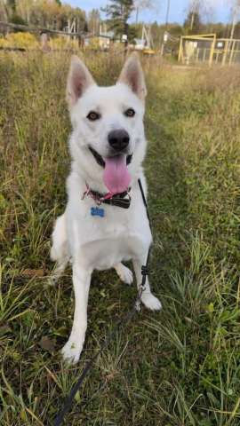 Вайт: северный ветер в поисках дома и любви.