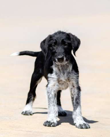 Щеночки ищут дом.