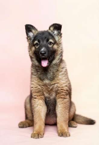 Ваша семья ждёт Найку!