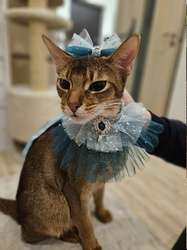 Котик Лось в добрые руки