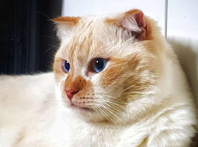Ласковый голубоглазый шотландский вислоухий кот Лучик Ласковый голубоглазый шотландский вислоухий кот Лучик