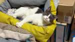 Лиза ищет дом!