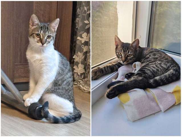 Милые, ласковые котята Марсик и Темочка в добрые руки Милые, ласковые котята Марсик и Темочка в добрые руки