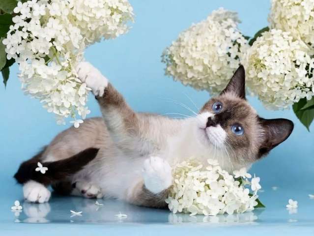 Сиамская кошечка Колоколечка